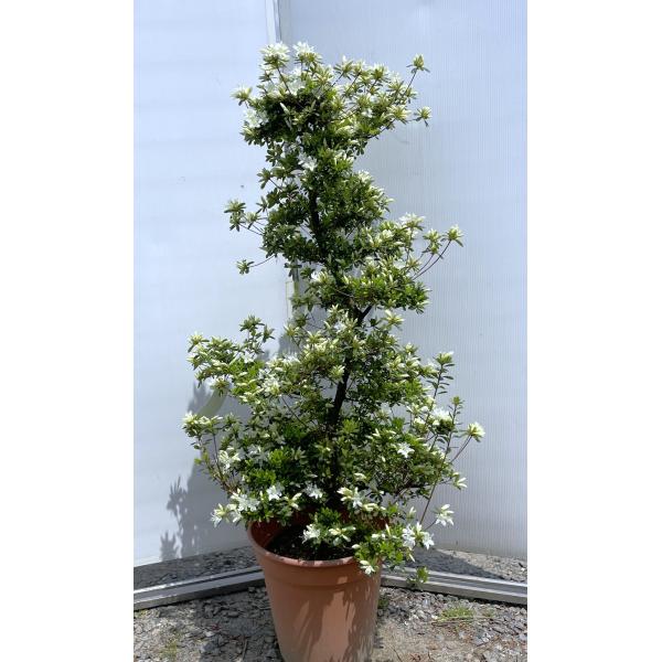 つぼみあり 緑色の葉 成長中 観葉植物