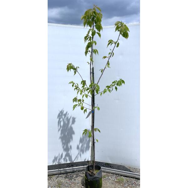 桜　木 プリンセス雅桜 約2m 現品販売 特大株 植木 苗木 大苗 濃いピンクの