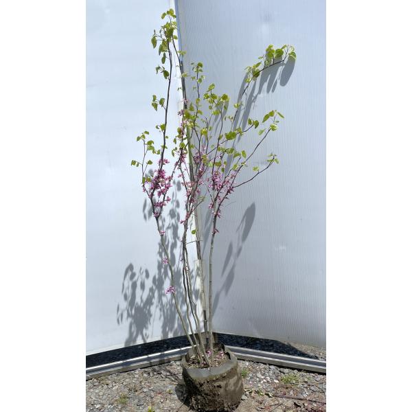 ハナズオウ 5本約1.7m 現品発送 特大株 植木 苗木 大苗 花スオウ