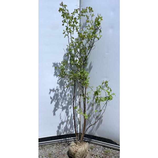 ブルーベリー ホームベル 株立ち 約1.8m 特大株 植木 苗木 大苗