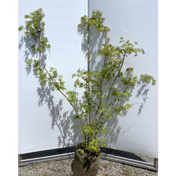 イロハモミジ 株立ち 約1.4m 現品販売 特大株 植木苗木大苗 いろは