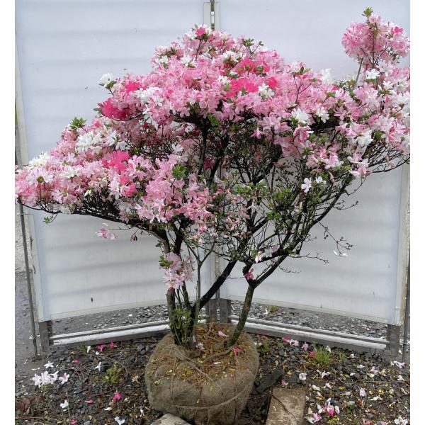 雑木盆栽　オオムラサキツツジ３（ピンク系）　株立ち花付き　約３０年株