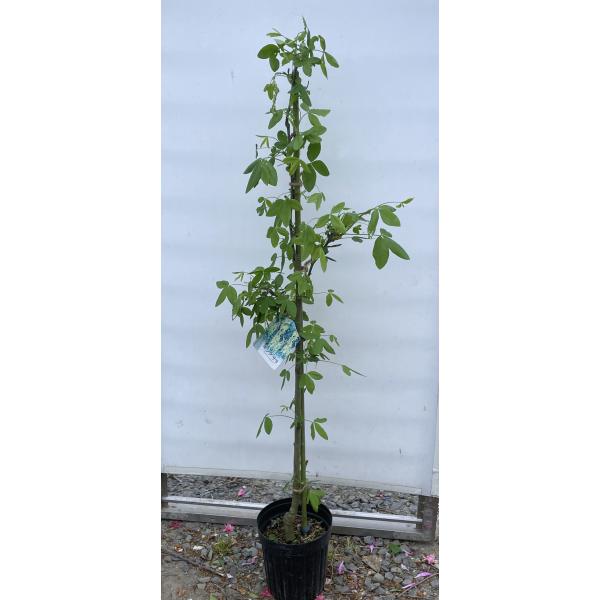 キングサリ 約1.2m 現品販売 植木 苗木 大苗 金鎖 キバナフジ キング