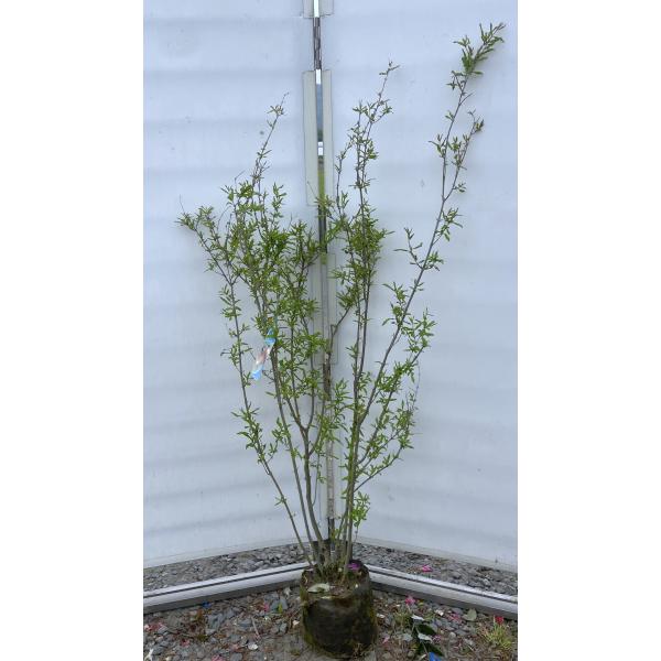 【希少】★カリフォルニアゴールド★苗　特大株