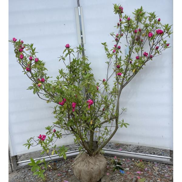 雑木盆栽　オオムラサキツツジ３（ピンク系）　株立ち蕾付き　約３０年株 薔薇咲きツツジ 赤花 千重大紫 株立ち 約1.3m 現品発送 平戸ツツジ