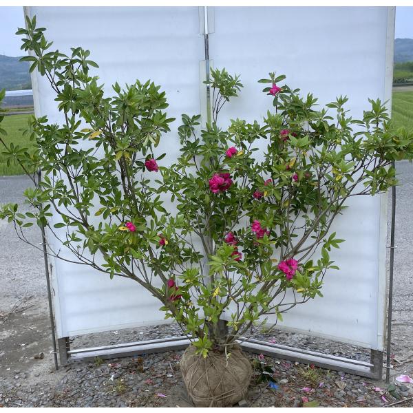 ピンクの薔薇と紫の菊、オレンジのナスタスチウムのトリオ3点 ヤマザキです