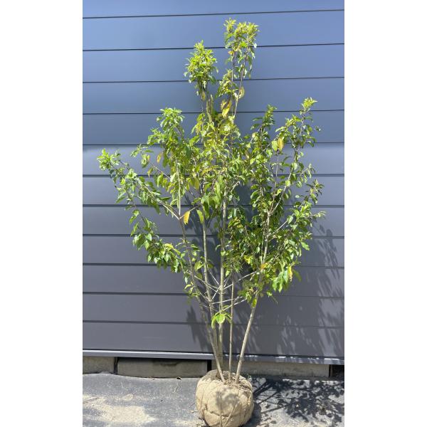 ソヨゴ　特徴的な株立　約1.3m 人気のシンボルツリー】ソヨゴ - 伸松園