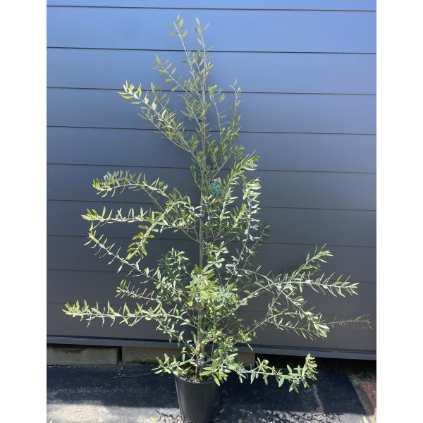 鉢植えオリーブの木 ミッション 約1.8m 現品発送 特大株 苗木苗木大苗
