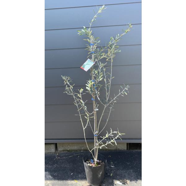 鉢植えオリーブの木 モライオロ 約1.5m 現品発送 特大株 植木苗木大苗