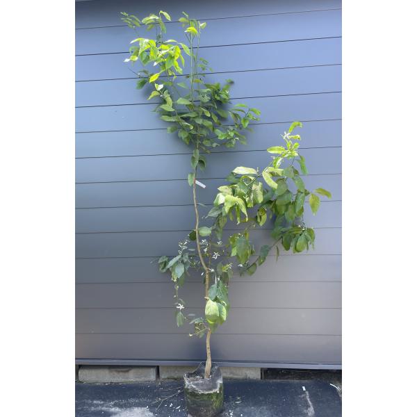 レモンの木 アレンユーレカ 約2.5ｍ 現品発送 超特大株 苗木 檸檬の木 果樹 観葉植物や鉢植えに 父の日 2021 送料無料