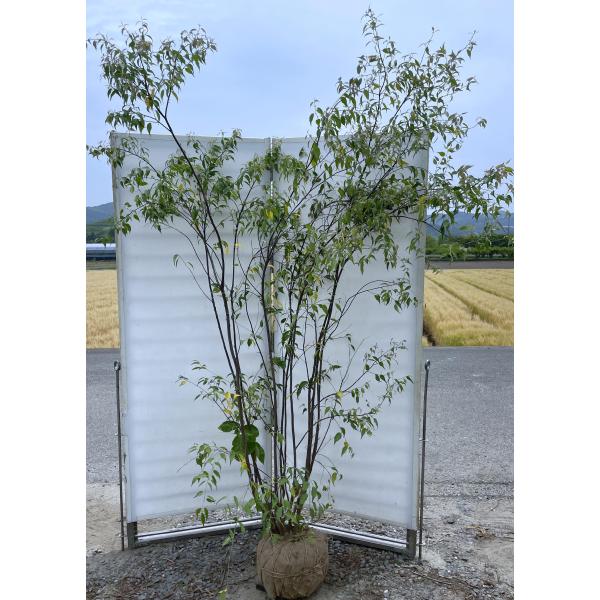 ハイノキ 10本株立ち 約2.4m 現品発送 一点物 豪華株 超特大株 植木苗木大苗 灰の木 常緑樹 シンボルツリー 送料無料 | 大福樹苗園 ...