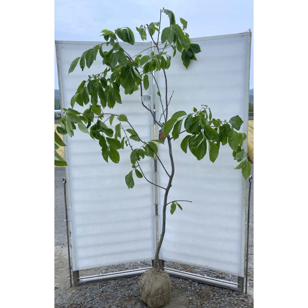 高級、甘柿の大木様の種、大量１０粒＋プティ粗品＋全国匿名送料無料、同梱可能です☘ 高級、甘柿の大木様の種、大量１０粒＋プティ粗品＋全国匿名送料無料、同梱可能です☘