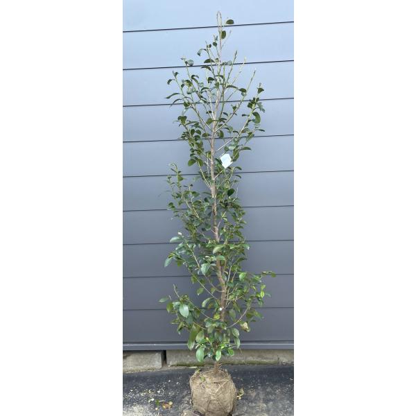 榊 サカキ 約1.9m 現品販売 特大株 植木 苗木 大苗 榊の木 本榊