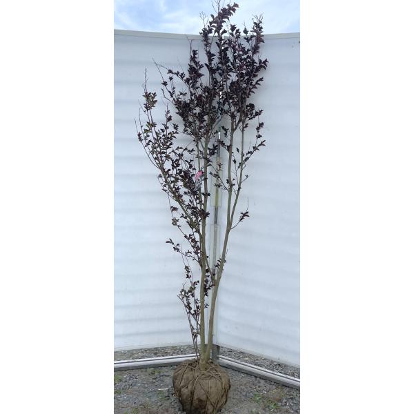 ブラックパール 大人気品種☆サルスベリ ライトピンク1.5M(鉢底から)品番B