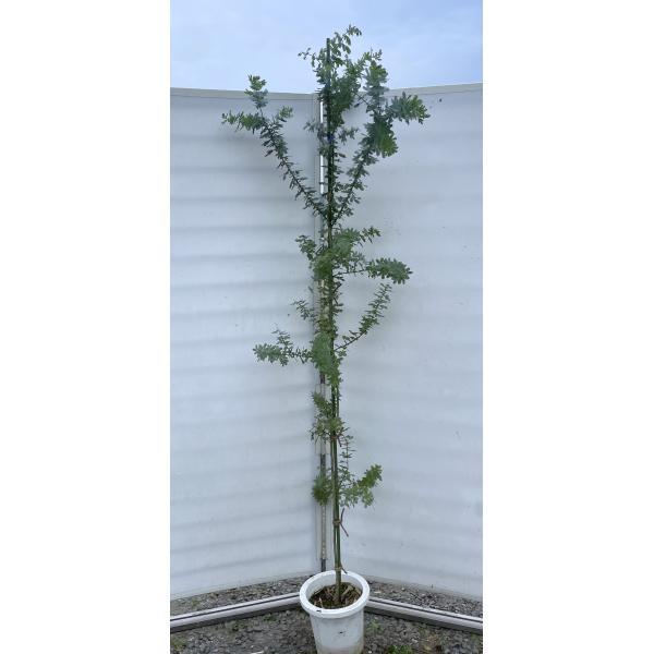 鉢植えミモザアカシア 約2.1m 現品発送 超特大株 植木苗木 ギンヨウ
