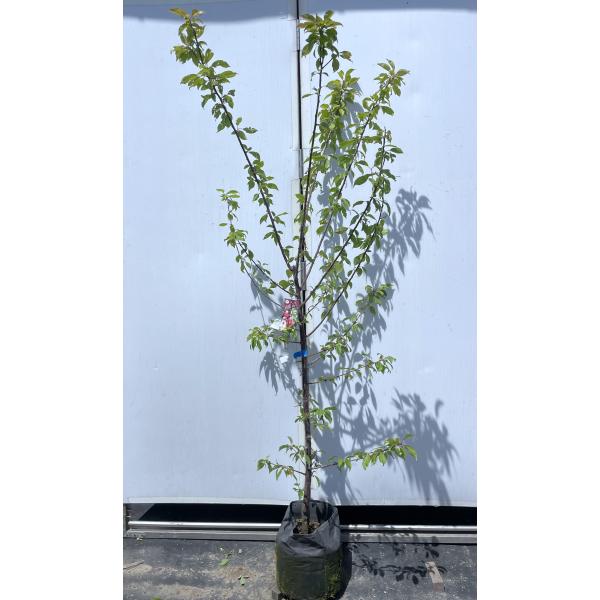 梅の木 約1.5m 露茜　大苗　開花　希少