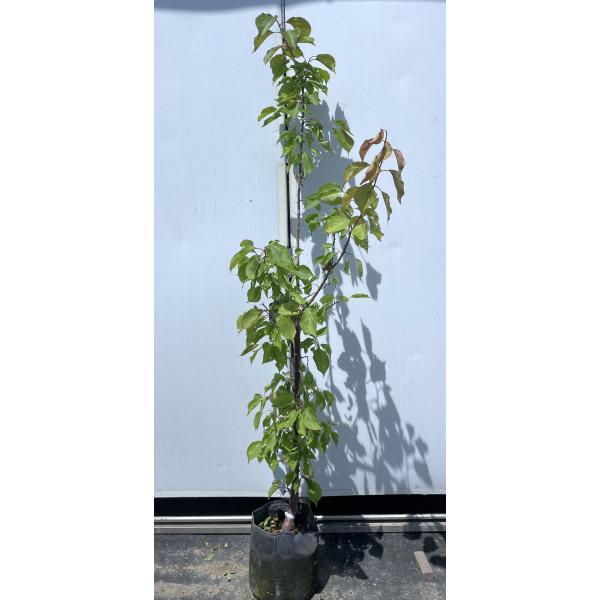 梅の苗木 豊後　大苗高さ約120センチ　四年生 ウメ 実梅 豊後 苗 植え方 苗木部 By 花ひろばオンライン