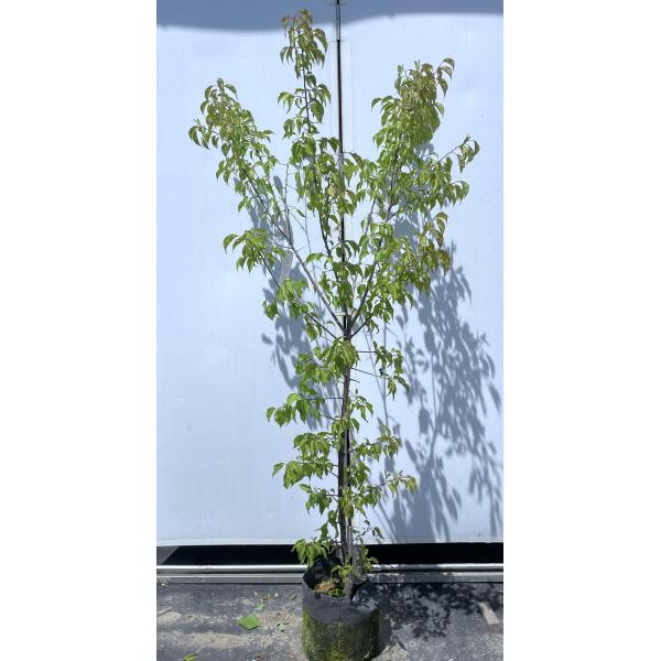 南高梅苗木　大株 南高梅の木 約1.7m 現品発送 特大株 植木苗木大苗 大実梅 花も