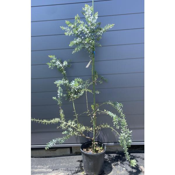 鉢植えミモザアカシア 約2m 現品発送 超特大株 植木苗木 ギン
