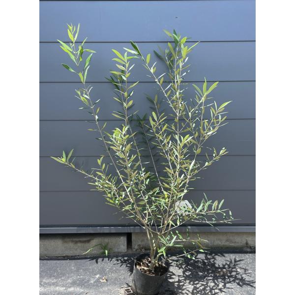 【値下げ】観葉植物 十年樹 オリーブ シンボルツリー