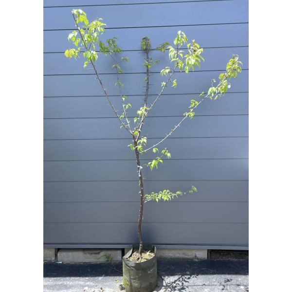 南高梅苗木　大株 南高梅の木 約1.7m 規格販売品 特大株 大苗 植木 苗木 大実梅 花も