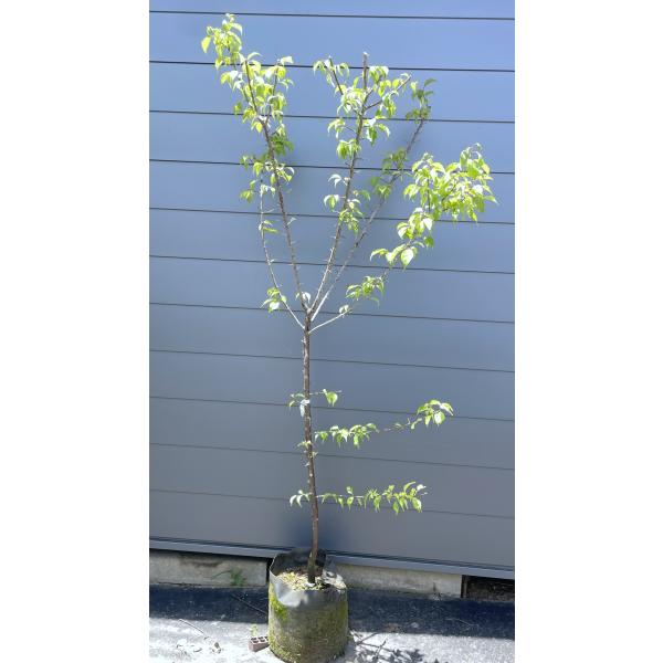 南高梅の木 約2m 現品発送 特大株 植木苗木大苗 大実梅 花も楽しめる