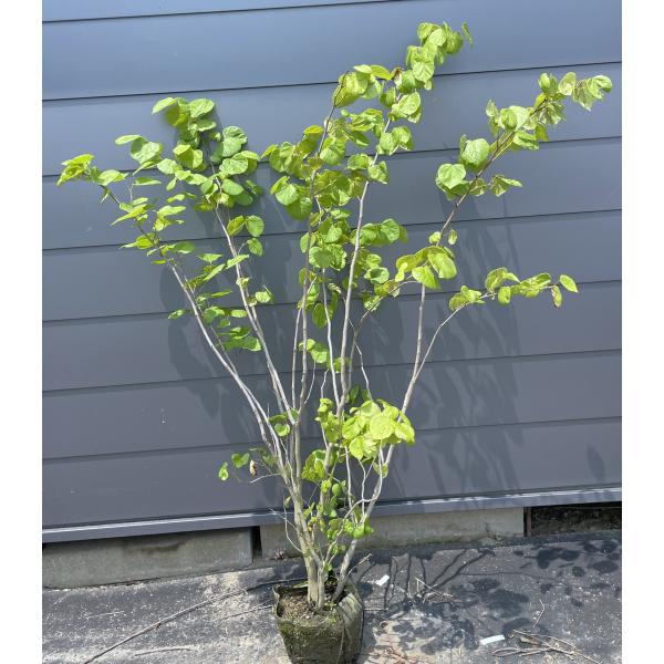 幹にたくさんの花が咲く不思議な木♪【送料無料でのお届けですので大変お買い得となっております♪】☆商品情報☆ピンクと紫の中間の様な独特の色合いの花をたくさん咲かせます♪葉っぱもハート形をしていて可愛らしい植木です全長　約1.5メートル樹高　約...