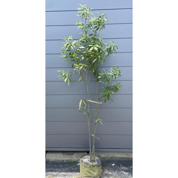 どんぐりの木 シラカシ 株立ち 約2m 現品販売 特大株 植木 苗木 大苗