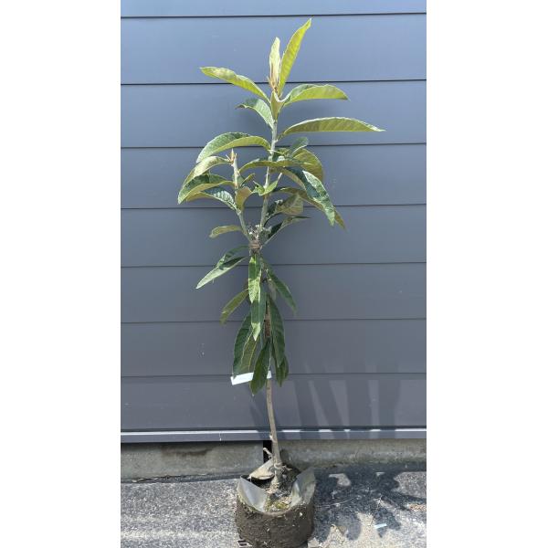 種苗登録ビワの木 BN21号 約1.3m 現品発送 特大植木苗木 大苗果樹 大