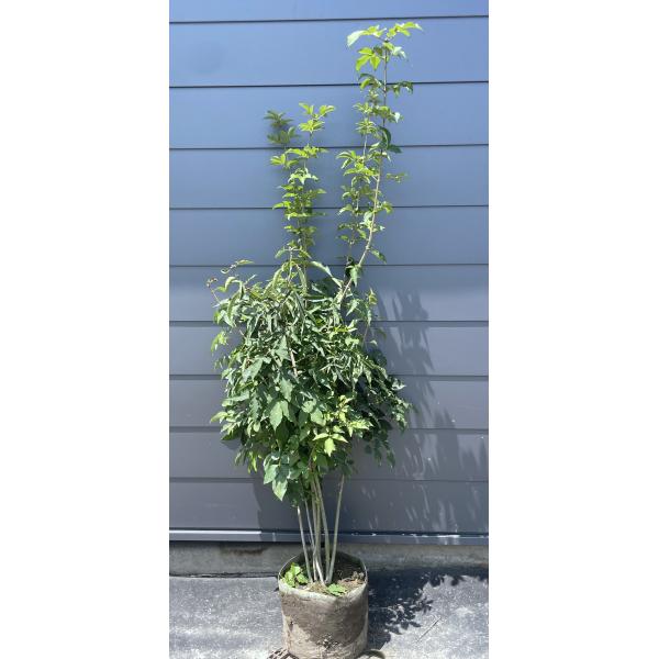 アオダモ 6本株立ち 約1.8m 現品発送 特大株 植木苗木大苗 マルバ