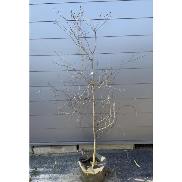 可憐な白花のサルスベリ♪【送料無料でのお届けですので大変お買い得となっております♪】☆商品情報☆花の少ない真夏に庭を彩ってくれるサルスベリです♪花期が長く『百日紅』と字を当てたほどです。強健で育てやすく初心者でも失敗しにくい植木です。レース...