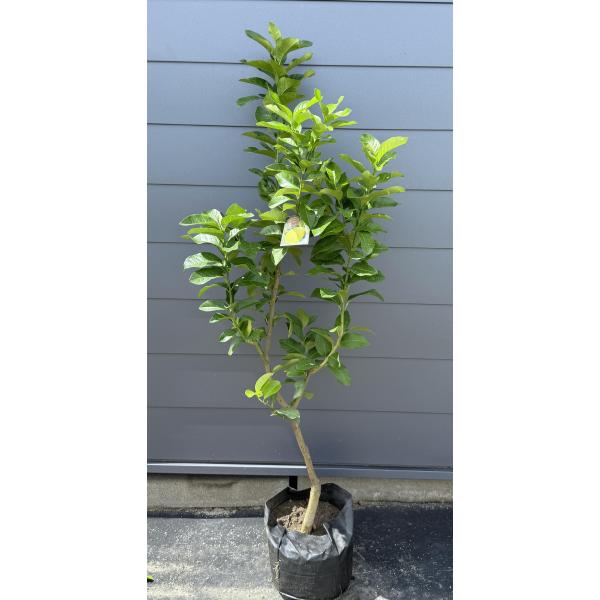 レモンの木 ビアフランカ 約1.6m 現品発送 特大株 植木苗木 トゲなし