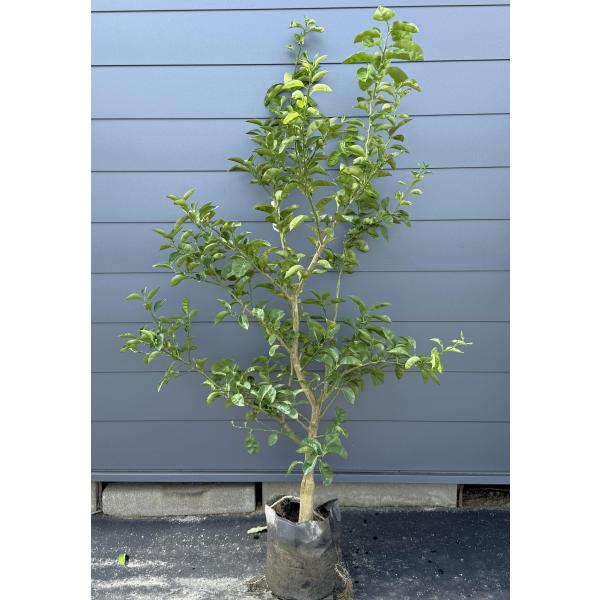 カボスの木 かぼす 約1.9m 現品販売 大苗 植木 苗木 果樹 香母酢