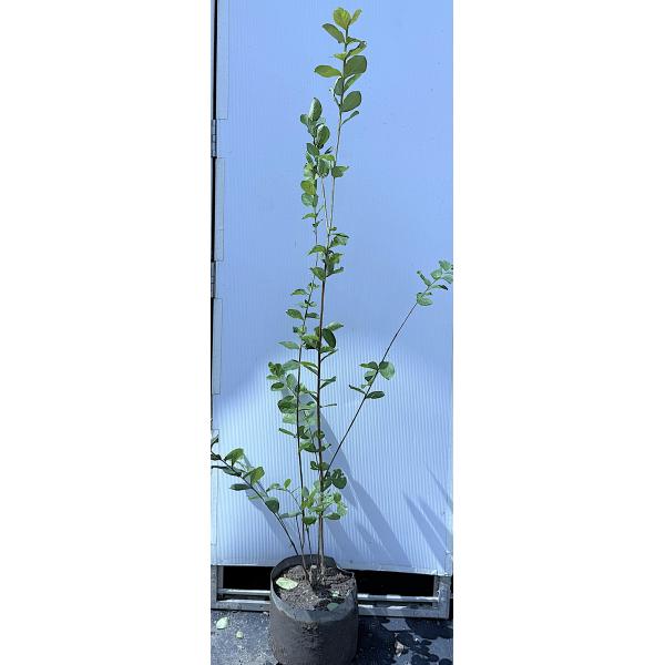 白花サルスベリの木 株立ち 約1.6m 現品発送 超特大株 真っ白な百日紅
