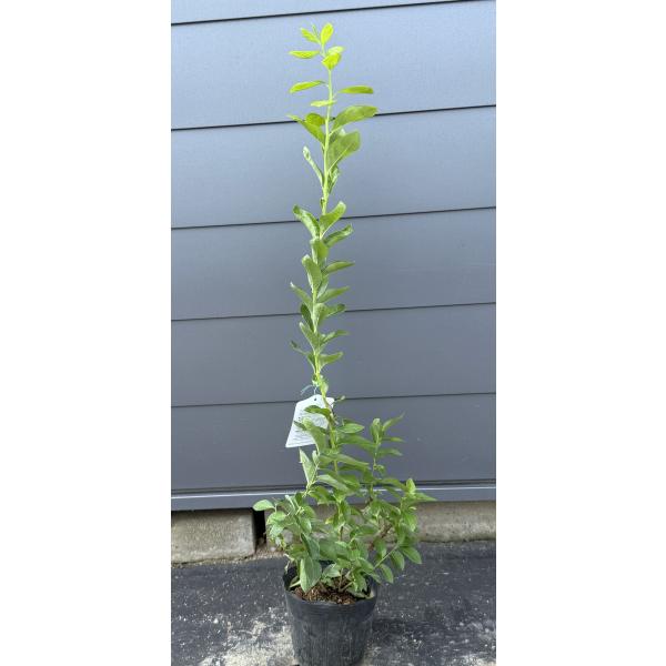 ブルーベリー チャンドラー 約1.1m 現品発送 特大苗木 植木苗木大苗