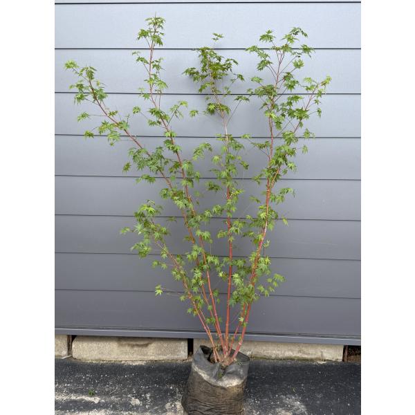 同梱　イロハモミジ　紅葉　苗木 同梱 イロハモミジ 紅葉 苗木