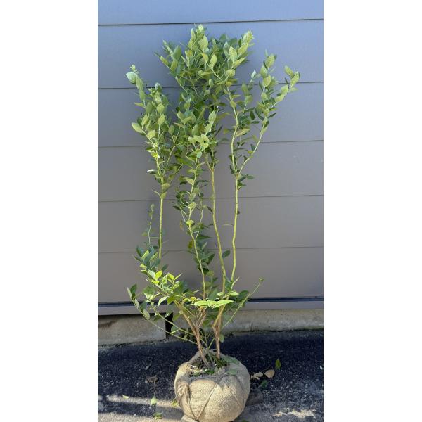 ブルーベリー ピロキシー 株立ち 約1.2m 現品販売 特大苗木 植木 苗木