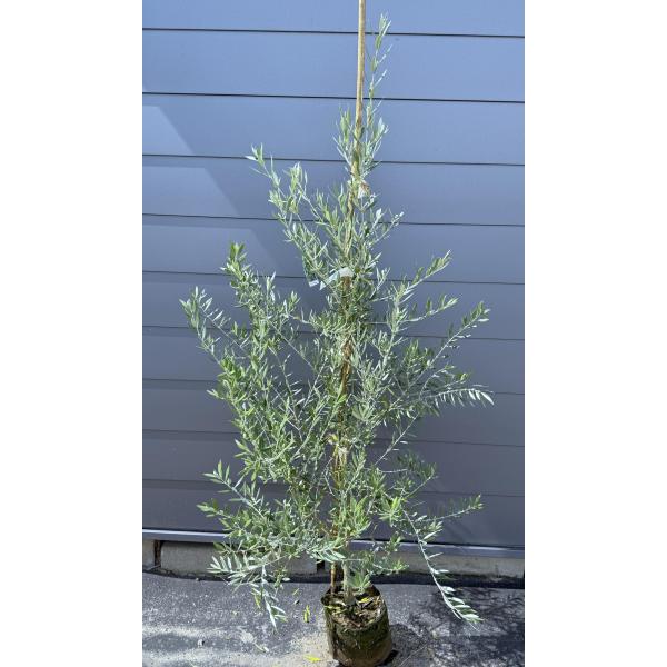 オリーブの苗木　特等苗　観葉植物　大苗