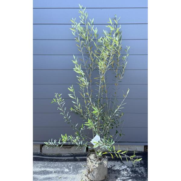 オリーブの木(大苗) 高さ約2メートル【お引取限定】