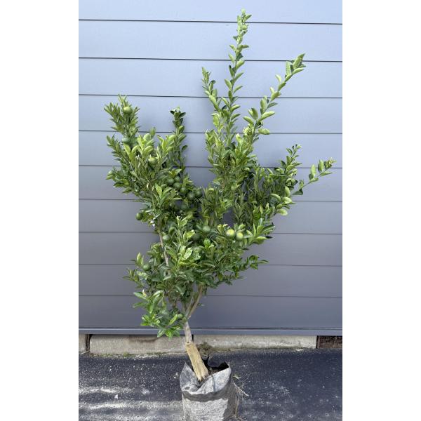 種無しみかんの木 桜島小みかん 約1.9m 現品発送 特大株 植木 苗木