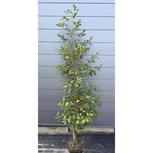 サカキ ZX-6R (09-23) 好きなポジションに設定できるアルミサブケージ｜AxxL