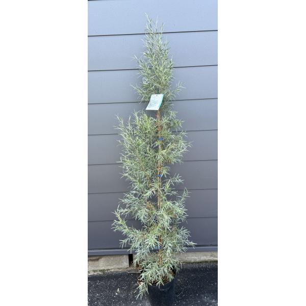 シルバーティーツリー 大苗 送料無料】シルバーティーツリー レプトスペルマム 7寸ポット | 橋本