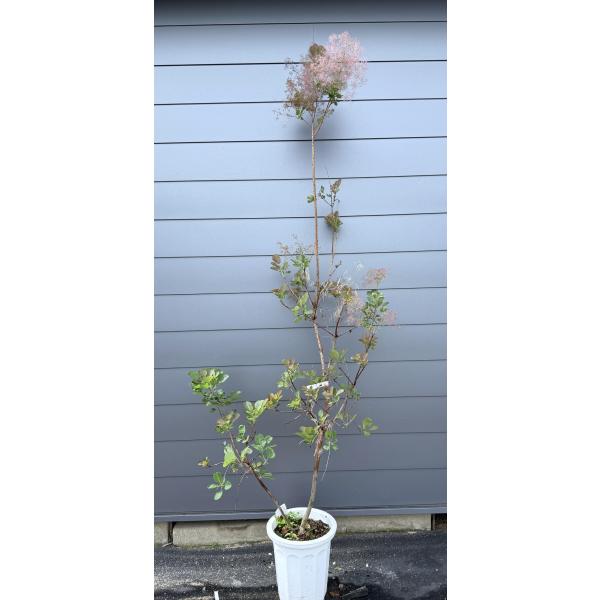 鉢植え 赤花スモークツリー 約2.5m 現品発送 ケムリノキ 特大株 植木