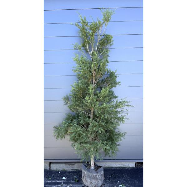 メラレウカ スノーインサマー 約2.4m 現品発送 超特大株 植木 大苗