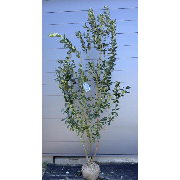 ブルーベリー ミスティ 株立ち 約2.2m 現品発送 植木苗木大苗