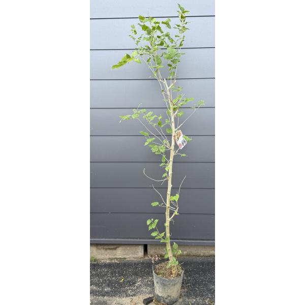 桑の木 マルベリー 約1.7m 現品販売 特大株 植木苗木大苗 大実クワの