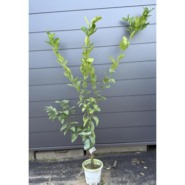 鉢植えマイヤーレモンの木 約1.6m 現品発送 特大株 植木苗木大苗 檸檬