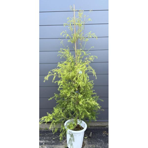 鉢植えメラレウカ レボリューションゴールド 約1.8m 現品販売 特大