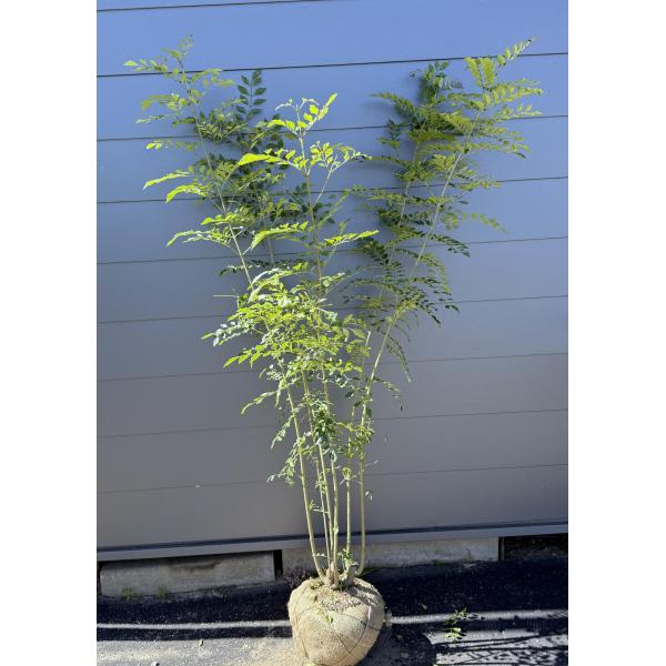 ①東京都内23区配送無料】定価33万　植物　シンボルツリー　シマトネリコ　植木 シマトネリコ 6本株立ち 約1.7m 現品発送 一点物 特大株 植木苗木大苗