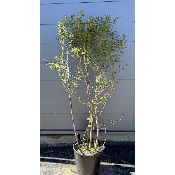 【取引済み★】ブルーベリーの木(1本)　鉢植え　 鉢植えのブルーベリーの木 - ひなた宮崎経済新聞